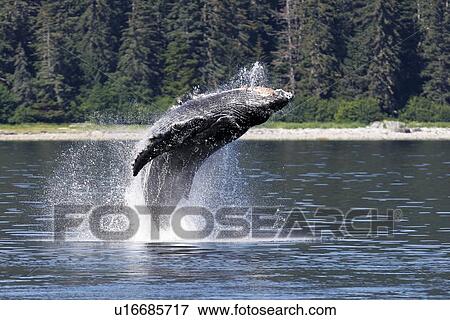 Stock Photo - Humpback Whale (Megaptera novaeangliae) calf breaching off Point Adolphus in Southeast Alaska, USA. Pacific Ocean.. Fotosearch