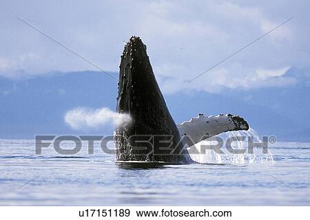 Humpback Whale (Megaptera novaeangliae) Adult breaching. Icy Strait, Southeast Alaska, USA. Pacific Ocean. View Large Photo Image Stock Photo - Humpback Whale (Megaptera novaeangliae) Adult breaching. Icy Strait, Southeast Alaska, USA. Pacific Ocean.. Fotosearch