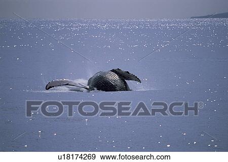 Stock Photo - Humpback whale (Megaptera novaeangliae) breaching with long, white pectoral fin visible. Hawaii, USA. (See also image:... 1025MW). Fotosearch