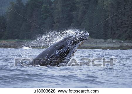 Stock Photo - Humpback Whale (Megaptera novaeangliae) Calf breaching Chatham Strait, Southeast Alaska, USA. Pacific Ocean.. Fotosearch