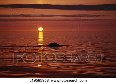 Humpback whale (Megaptera novaeangliae) surfacing in the midnight sun in the fjords in the north of Iceland. Husavik, Iceland View Large Photo Image Stock Photo - Humpback whale (Megaptera novaeangliae) surfacing in the midnight sun in the fjords in the north of Iceland. Husavik, Iceland. Fotosearch