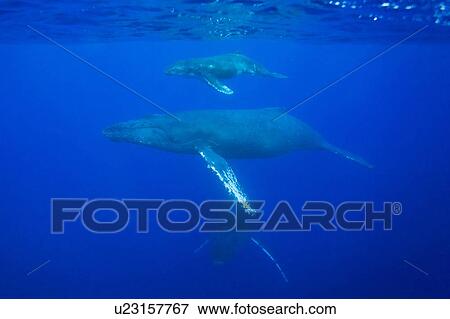 Humpback whale (Megaptera novaeangliae) underwater in the AuAu Channel between the islands of Maui and Lanai, Hawaii, USA. Each year humpback whales return to these waters in the winter and spring to mate and give birth to their calves. In the summer and View Large Photo Image Stock Photo - Humpback whale (Megaptera novaeangliae) underwater in the AuAu Channel between the islands of Maui and Lanai, Hawaii, USA. Each year humpback whales return to these waters in the winter and spring to mate and give birth to their calves. In the summer and . Fotosearch