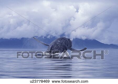 Stock Photo - Humpback Whale (Megaptera novaeangliae) Adult breaching with pectoral fins spread wide Icy Strait, Southeast, Alaska, USA.. Fotosearch