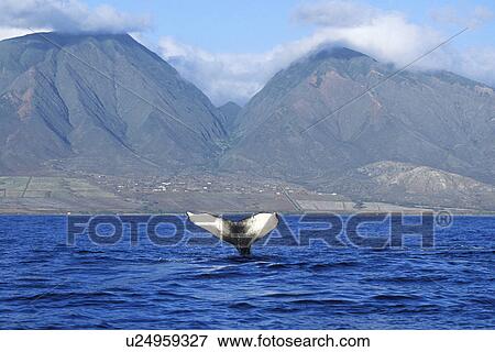 Stock Photo - Humpback Whale (Megaptera novaeangliae) Adult fluke-up dive AuAu Channel, Maui, Hawaii, USA. Pacific Ocean.. Fotosearch