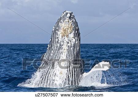 Humpback whale (Megaptera novaeangliae) in the AuAu Channel between the islands of Maui and Lanai, Hawaii, USA. Each year humpback whales return to these waters in the winter and spring to mate and give birth to their calves. In the summer and fall they s View Large Photo Image Stock Photo - Humpback whale (Megaptera novaeangliae) in the AuAu Channel between the islands of Maui and Lanai, Hawaii, USA. Each year humpback whales return to these waters in the winter and spring to mate and give birth to their calves. In the summer and fall they s. Fotosearch