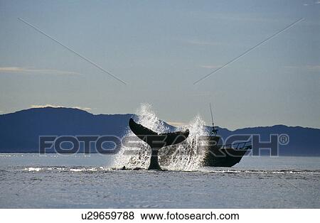 Stock Photo - Humpback Whale (Megaptera novaeangliae) lobtailing. Icy Straits, S. E. Alaska. Fotosearch