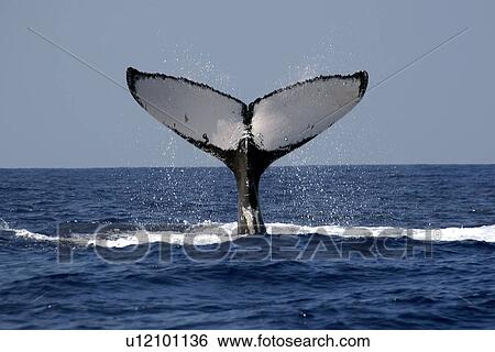 Stock Photograph - Humpback whale, Megaptera novaeangliae, fluke, Kailua-Kona, Big Island, Hawaii (Pacific). Fotosearch
