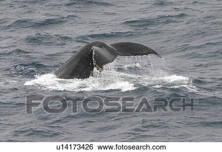 Stock Photograph - Humpback whale (Megaptera novaeangliae) fluking up to dive. Antarctic Peninsula . Fotosearch