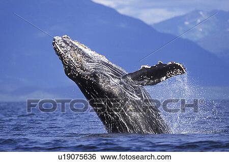Humpback Whale (Megaptera novaeangliae) calf breaching. Chatham Strait, Southeast Alaska, USA. Pacific Ocean. View Large Photo Image Stock Photograph - Humpback Whale (Megaptera novaeangliae) calf breaching. Chatham Strait, Southeast Alaska, USA. Pacific Ocean.. Fotosearch