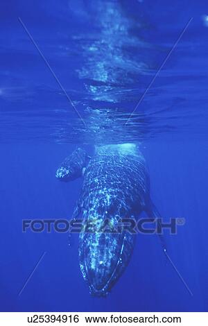 Stock Photograph - Humpback Whale (Megaptera novaeangliae) Mother and calf underwater, AuAu Channel off Maui, Hawaii, USA. Pacific Ocean.. Fotosearch