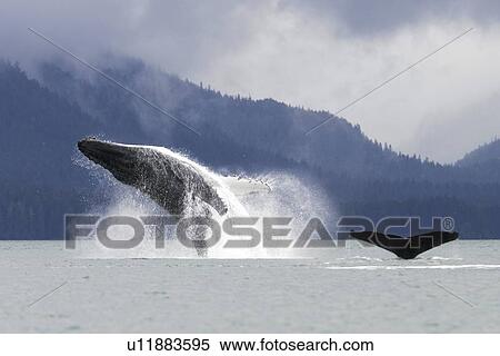Humpback Whale (Megaptera novaeangliae) breaching after co-operatively bubble-net feeding in Stephen's Passage, Southeast Alaska, USA. Pacific Ocean. View Large Photo Image Stock Photography - Humpback Whale (Megaptera novaeangliae) breaching after co-operatively bubble-net feeding in Stephen's Passage, Southeast Alaska, USA. Pacific Ocean.. Fotosearch