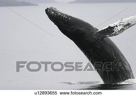Stock Photography - Humpback Whale (Megaptera novaeangliae) Adult breaching. Frederick Sound, Southeast Alaska, USA. Pacific Ocean.. Fotosearch
