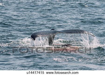 Stock Photography - Humpback whale (Megaptera novaeangliae) defecating whilst diving, Iceland. Fotosearch