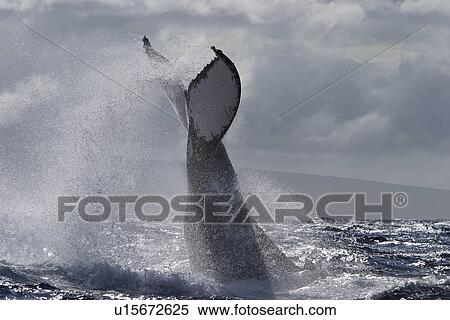 Humpback Whale (Megaptera novaeangliae) tail-lobbing, Auau Channel, Maui, Hawaii, North America View Large Photo Image Stock Photography - Humpback Whale (Megaptera novaeangliae) tail-lobbing, Auau Channel, Maui, Hawaii, North America. Fotosearch