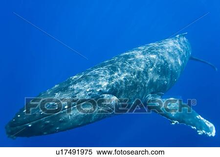 Stock Photography - Humpback whale (Megaptera novaeangliae) underwater in the AuAu Channel between the islands of Maui and Lanai, Hawaii, USA. Each year humpback whales return to these waters in the winter and spring to mate and give birth to their calves. In the summer and . Fotosearch
