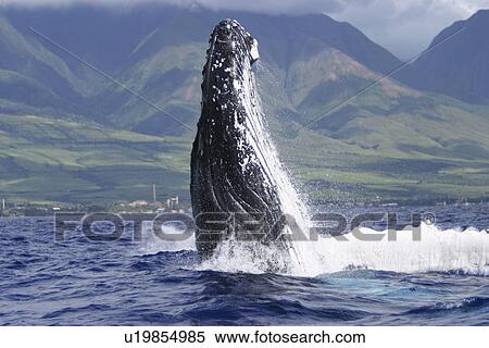 Humpback Whale (Megaptera novaeangliae) Auau Channel, Maui, Hawaii, North America View Large Photo Image Stock Photography - Humpback Whale (Megaptera novaeangliae) Auau Channel, Maui, Hawaii, North America. Fotosearch