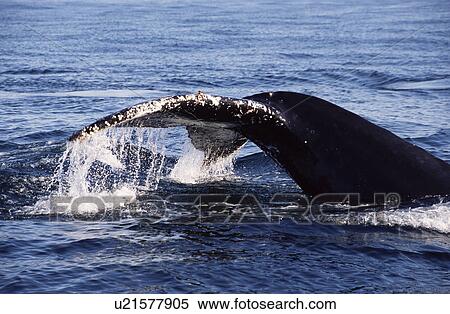 Stock Photography - Humpback whale (Megaptera novaeangliae) lifting its barnacle-infested tail flukes at the start of a dive. Knysna, South Africa . Fotosearch