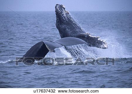 Humpback whale, (Megaptera novaeangliae), calf breaching as mother flukes up, Monterey Bay, California, USA View Large Photo Image Stock Image - Humpback whale, (Megaptera novaeangliae), calf breaching as mother flukes up, Monterey Bay, California, USA. Fotosearch