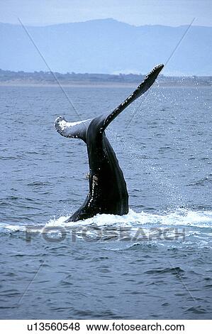 Stock Photo - Humpback whale, (Megaptera novaeangliae), tail lob or tail slap, Monterey Bay, California, USA. Fotosearch