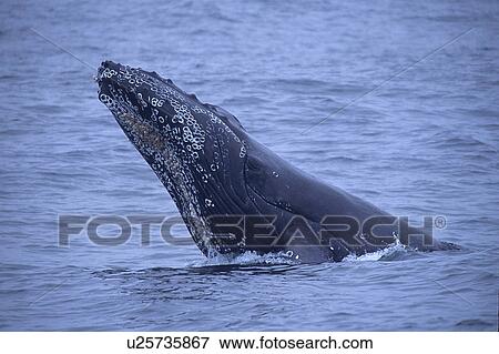 Humpback whale, (Megaptera novaeanglia), breaching or lunging, Monterey Bay, California, USA View Large Photo Image Stock Photo - Humpback whale, (Megaptera novaeanglia), breaching or lunging, Monterey Bay, California, USA. Fotosearch