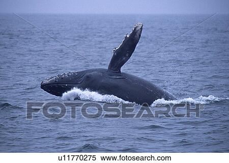 Stock Photography - Humpback whale, (Megaptera novaeangliae), calf breaching, Monterey Bay, California, USA. Fotosearch