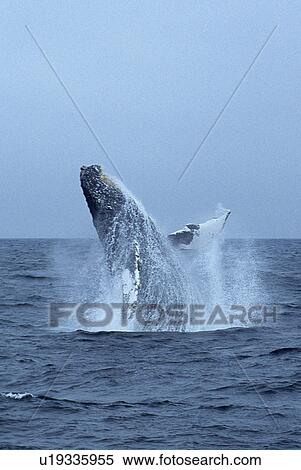 Humpback whale, (Megaptera novaeangliae), breaching, Monterey Bay, California, USA View Large Photo Image Stock Photography - Humpback whale, (Megaptera novaeangliae), breaching, Monterey Bay, California, USA. Fotosearch