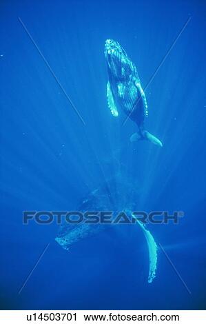 Stock Image - Humpback whale mother and calf underwater in the AuAu Channel, Maui, Hawaii.. Fotosearch