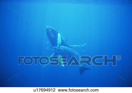 Humpback whale mother and calf underwater in the AuAu Channel, Maui, Hawaii, USA. View Large Photo Image Stock Image - Humpback whale mother and calf underwater in the AuAu Channel, Maui, Hawaii, USA.. Fotosearch