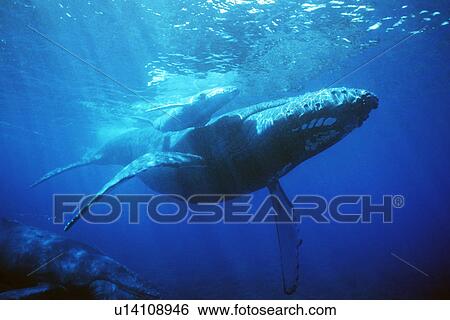 Stock Photograph - Humpback whale mother and calf underwater off the coast of Lanai, Hawaii, USA.. Fotosearch