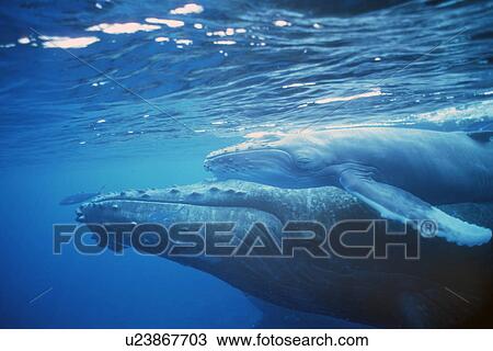 Humpback whale (Novaeanglia megaptera) mother and calf in shallow water off the island of Lanai, Hawaii, USA. View Large Photo Image Stock Image - Humpback whale (Novaeanglia megaptera) mother and calf in shallow water off the island of Lanai, Hawaii, USA.. Fotosearch