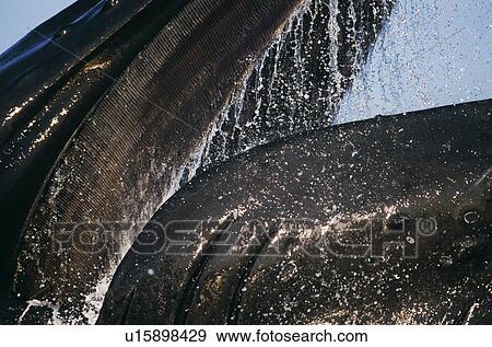 Stock Photo - Humpback Whales feeding (Megaptera novaeangliae). . Fotosearch