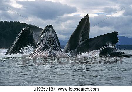 Stock Photo - Humpback Whales feeding (Megaptera novaeangliae). Chatham Straits, S. E. Alaska. Fotosearch