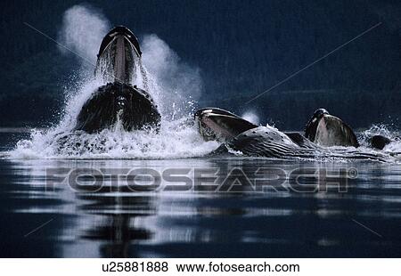 Stock Photo - Humpback Whales feeding (Megaptera novaeangliae). Tenakee Inlet, S. E. Alaska. Fotosearch