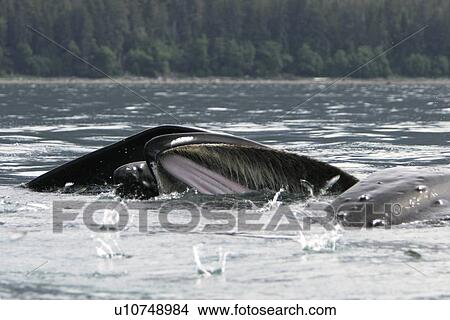 Humpback Whales (Megaptera novaeangliae) co-operatively bubble-net feeding (note the herring jumping to get away inside the whales mouth) in Stephen's Passage, Southeast Alaska, USA. Pacific Ocean. View Large Photo Image Picture - Humpback Whales (Megaptera novaeangliae) co-operatively bubble-net feeding (note the herring jumping to get away inside the whales mouth) in Stephen's Passage, Southeast Alaska, USA. Pacific Ocean.. Fotosearch