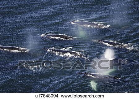 Humpback Whales (Megaptera novaeangliae) Aerial view of adults preparing to dive in order to cooperatively bubble-net feed in Southeast Alaska, USA. Pacific Ocean. Note the expanded ventral pleats as well as the baleen hanging from the upper jaws. View Large Photo Image Picture - Humpback Whales (Megaptera novaeangliae) Aerial view of adults preparing to dive in order to cooperatively bubble-net feed in Southeast Alaska, USA. Pacific Ocean. Note the expanded ventral pleats as well as the baleen hanging from the upper jaws.. Fotosearch