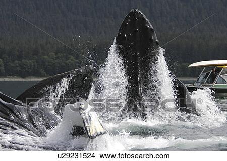 Picture - Humpback Whales (Megaptera novaeangliae) co-operatively bubble-net feeding near small whale watching boat in Stephens Passage, Southeast Alaska, USA. Pacific Ocean.. Fotosearch