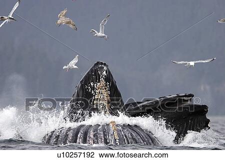 Humpback Whales (Megaptera novaeangliae) Adults cooperative bubble-net feeding for herring. Iyoukeen Bay, Chichagof Island, Southeast Alaska. View Large Photo Image Stock Image - Humpback Whales (Megaptera novaeangliae) Adults cooperative bubble-net feeding for herring. Iyoukeen Bay, Chichagof Island, Southeast Alaska.. Fotosearch