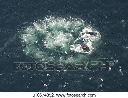 Humpback Whales (Megaptera novaeangliae). Aerial view of adults co-operatively bubble-net feeding. Gulf of Maine, USA (rr) View Large Photo Image Stock Image - Humpback Whales (Megaptera novaeangliae). Aerial view of adults co-operatively bubble-net feeding. Gulf of Maine, USA (rr). Fotosearch