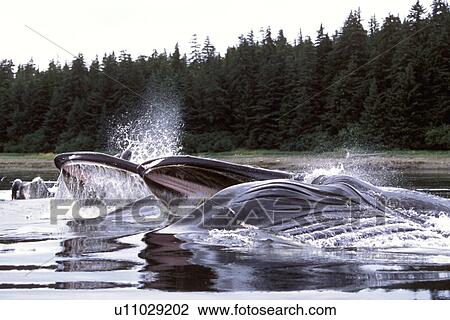 Stock Image - Humpback Whales (Megaptera novaeangliae) Adults cooperatively bubble-net feeding. Chatham Strait, Southeast Alaska, USA.. Fotosearch