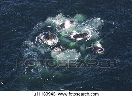 Stock Image - Humpback Whales (Megaptera novaeangliae). Aerial view of adults co-operatively bubble-net feeding. Gulf of Maine, USA (rr). Fotosearch