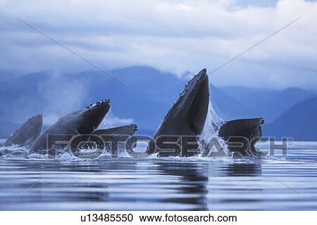 Humpback Whales (Megaptera novaeangliae) Adults cooperatively bubble-net feeding. Southeast Alaska, USA. Pacific Ocean. View Large Photo Image Stock Image - Humpback Whales (Megaptera novaeangliae) Adults cooperatively bubble-net feeding. Southeast Alaska, USA. Pacific Ocean.. Fotosearch