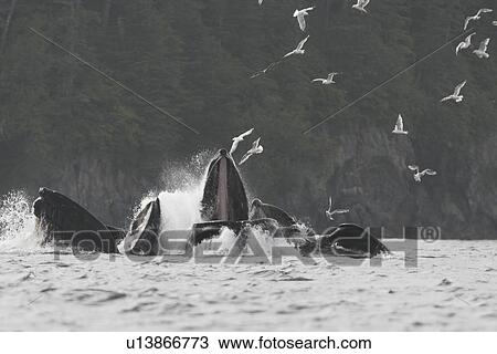 Stock Image - Humpback Whales (Megaptera novaeangliae) cooperatively bubble-net feeding in Southeast Alaska, USA.. Fotosearch