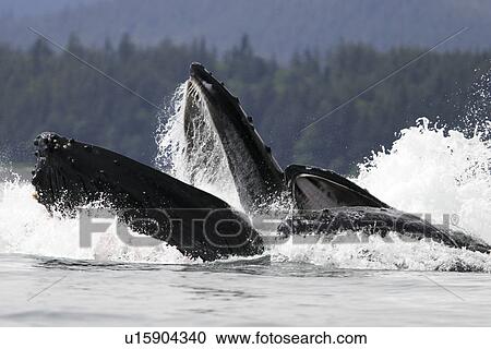 Humpback Whales (Megaptera novaeangliae) co-operatively bubble-net feeding in Stephens Passage, Southeast Alaska, USA. Pacific Ocean. View Large Photo Image Stock Image - Humpback Whales (Megaptera novaeangliae) co-operatively bubble-net feeding in Stephens Passage, Southeast Alaska, USA. Pacific Ocean.. Fotosearch
