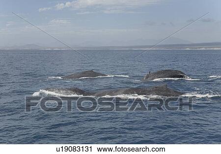 Stock Image - Humpback Whales (Megaptera novaeangliae). Group of whales, Gulf of California, Mexico.. Fotosearch