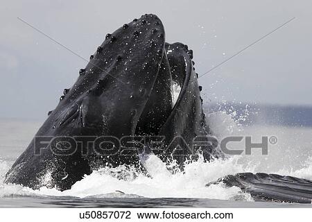 Humpback Whales (Megaptera novaeangliae) co-operatively bubble-net feeding in Stephens Passage, Southeast Alaska, USA. Pacific Ocean. View Large Photo Image Stock Image - Humpback Whales (Megaptera novaeangliae) co-operatively bubble-net feeding in Stephens Passage, Southeast Alaska, USA. Pacific Ocean.. Fotosearch