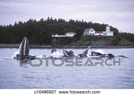 Stock Photo - Humpback Whales (Megaptera novaeangliae) Adults bubble-net feeding Nr. Point Retreat Lighthouse on Admiralty Island, Southeast Alaska, USA. Pacific Ocean.. Fotosearch