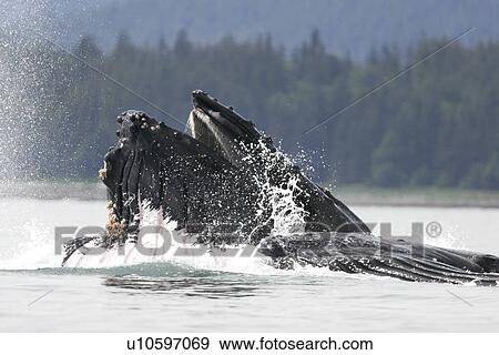 Humpback Whales (Megaptera novaeangliae) co-operatively bubble-net feeding in Stephen's Passage, Southeast Alaska, USA. Pacific Ocean. View Large Photo Image Stock Photo - Humpback Whales (Megaptera novaeangliae) co-operatively bubble-net feeding in Stephen's Passage, Southeast Alaska, USA. Pacific Ocean.. Fotosearch