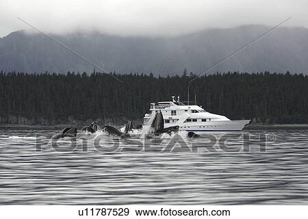 Stock Photo - Humpback Whales (Megaptera novaeangliae) co-operatively bubble-net feeding near the Safari Quest in Chatham Strait in Southeast Alaska, USA. Pacific Ocean.. Fotosearch