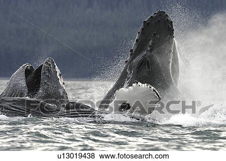 Humpback Whales (Megaptera novaeangliae) co-operatively bubble-net feeding in Stephen's Passage, Southeast Alaska, USA. Pacific Ocean. View Large Photo Image Stock Photo - Humpback Whales (Megaptera novaeangliae) co-operatively bubble-net feeding in Stephen's Passage, Southeast Alaska, USA. Pacific Ocean.. Fotosearch
