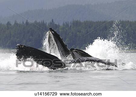 Humpback Whales (Megaptera novaeangliae) co-operatively bubble-net feeding in Stephens Passage, Southeast Alaska, USA. Pacific Ocean. View Large Photo Image Stock Photo - Humpback Whales (Megaptera novaeangliae) co-operatively bubble-net feeding in Stephens Passage, Southeast Alaska, USA. Pacific Ocean.. Fotosearch